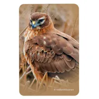Beautiful Northern Harrier Hawk in the Marshes Magnet