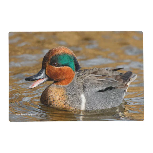 A Chatty Green-Winged Teal Duck at the Pond Placemat