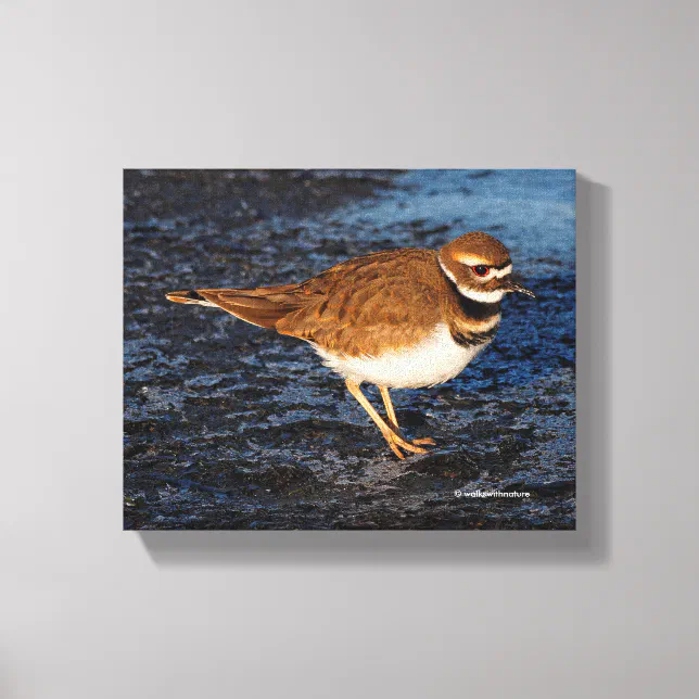 Killdeer on the Icy Mudflats Canvas Print