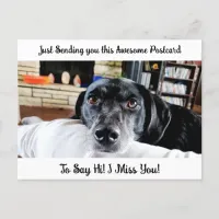 Funny Dog "I Miss YOU" Saying Hi  Postcard