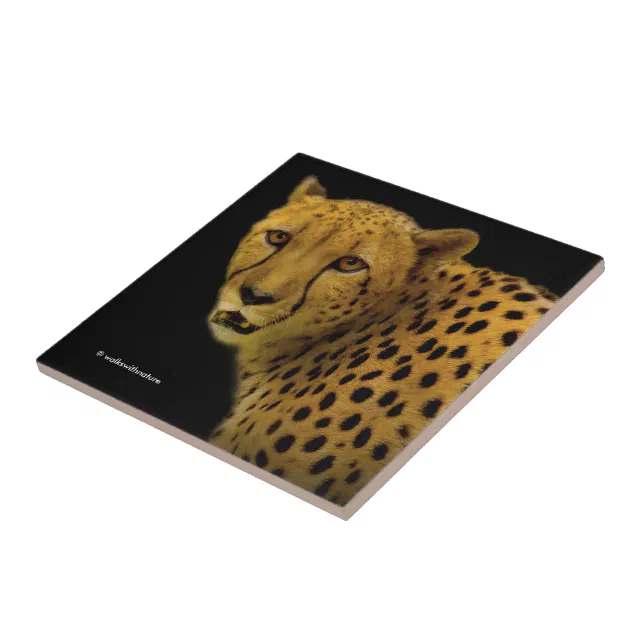 Trading Glances with a Magnificent Cheetah Ceramic Tile