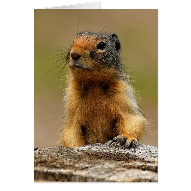 Funny Cute Saucy Columbian Ground Squirrel