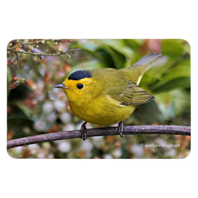 Cute Wilson's Warbler Songbird on the Grapevine Magnet