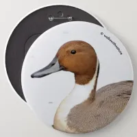 Reflections of a Northern Pintail Duck Pinback Button