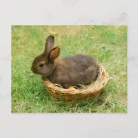 Cute baby rabbit postcard