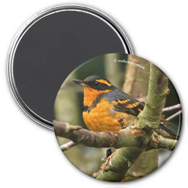 Beautiful Varied Thrush Songbird in the Tree Magnet