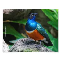 A Stunning African Superb Starling Photo Print