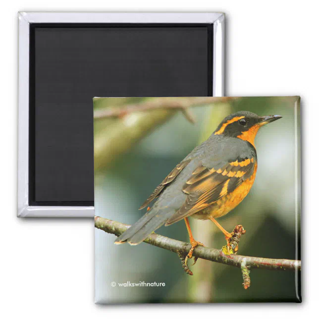 A Stunned But Safe Beautiful Varied Thrush Magnet