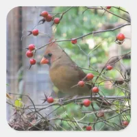 Pretty Cardinal in Berry Branches Winter Square Sticker