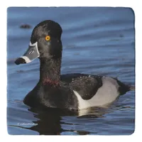 Sunlit Profile of a Ring-Necked Duck Trivet