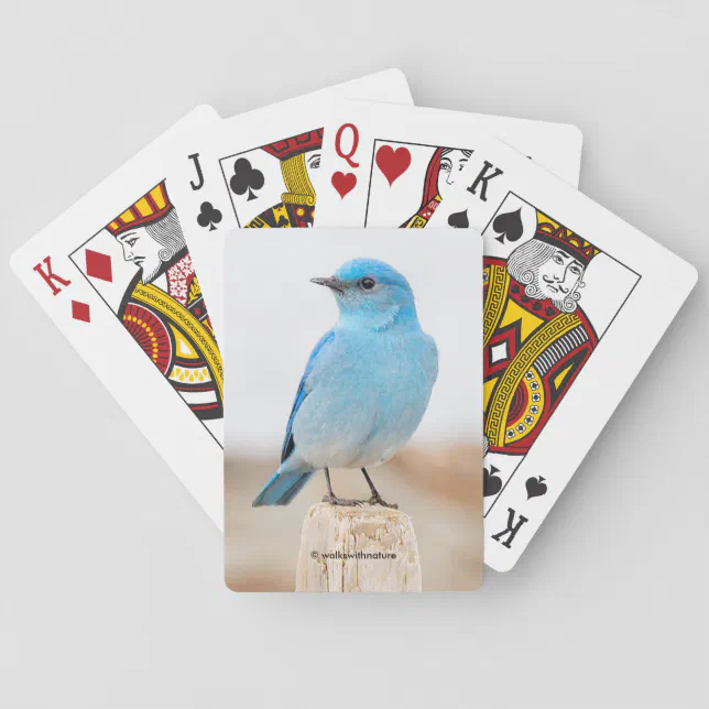 Beautiful Mountain Bluebird on the Beach Poker Cards