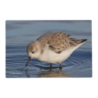 Sanderling Gazes at Reflection in the Water Placemat