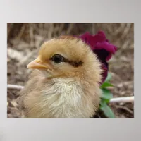 Chick and Pansy Poster