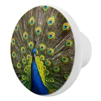 Colorful peacock ceramic knob