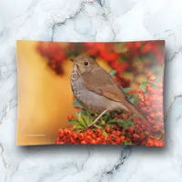 Hermit Thrush Songbird on the Scarlet Firethorn Trinket Tray