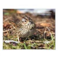 Cute and Spunky Lincoln's Sparrow Photo Print