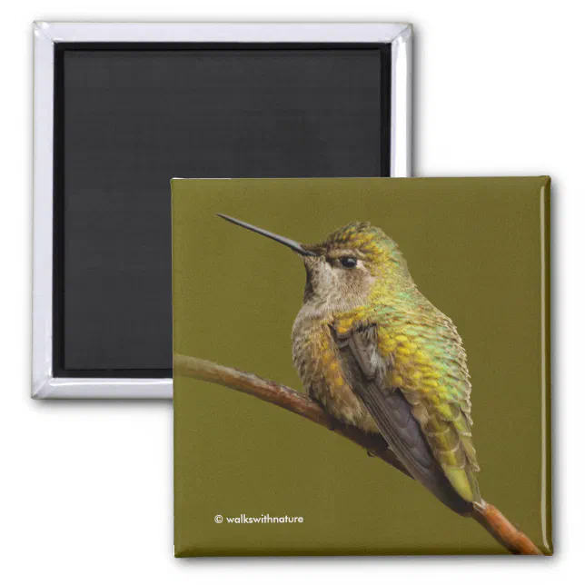 Anna's Hummingbird on Scarlet Trumpetvine Magnet