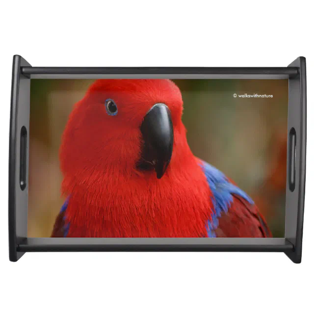Beautiful "Lady in Red" Eclectus Parrot Serving Tray
