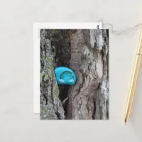 Painted RAK Little Rainbow Rock Hidden in a Tree Postcard