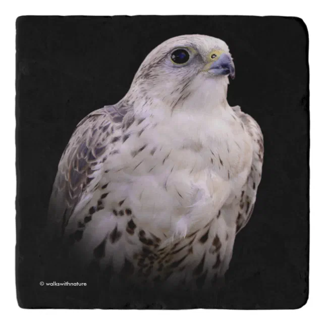 Vignetted Portrait of an Inquisitive Saker Falcon Trivet