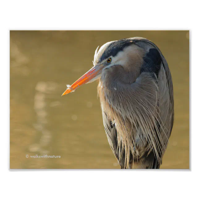 WWN Mystique of the Great Blue Heron