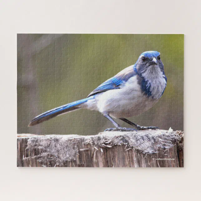 California Scrub Jay Songbird on Treestump Jigsaw Puzzle