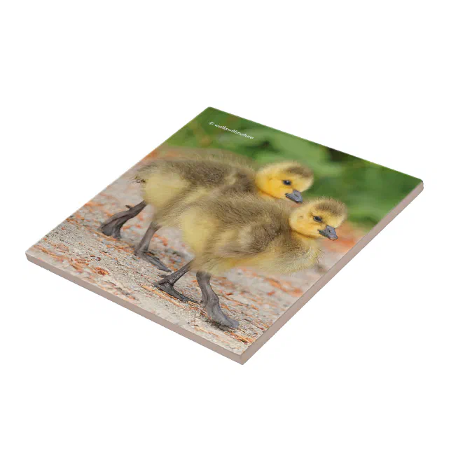 Cuteness on Parade: Canada Goose Goslings Tile