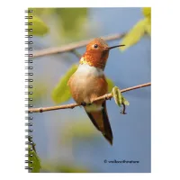 Male Rufous Hummingbird in the Summer Sun Notebook