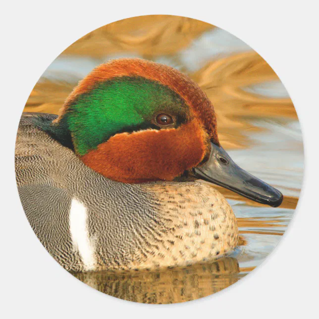 Handsome Green-Winged Teal Duck on Golden Pond Classic Round Sticker