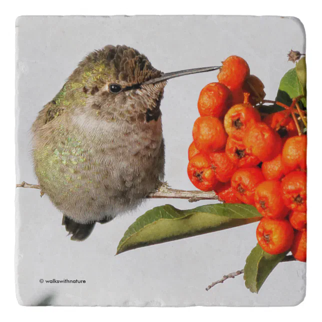 Adorable Anna's Hummingbird on Berry Bush Trivet