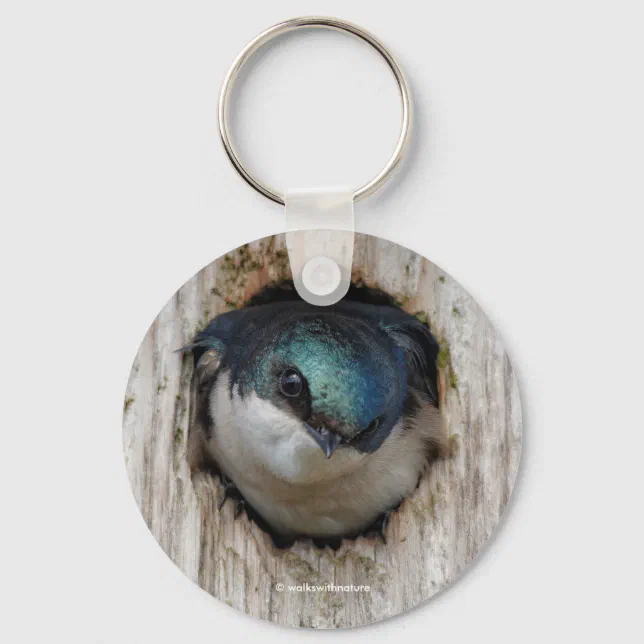 Stunning Tree Swallow Songbird in Nestbox Keychain