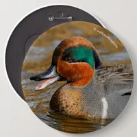 A Chatty Green-Winged Teal Duck at the Pond Button