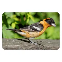 Closeup of a Handsome Black-Headed Grosbeak Magnet