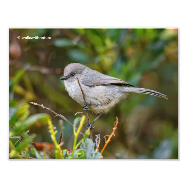 Profile of a Bushtit Baby Photo Print