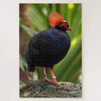 Stunning Roul-Roul Crested Wood Partridge Jigsaw Puzzle