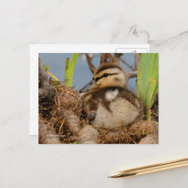 Cute and Precocious Mallard Duckling Postcard