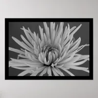 Black and White Spider Mum Poster