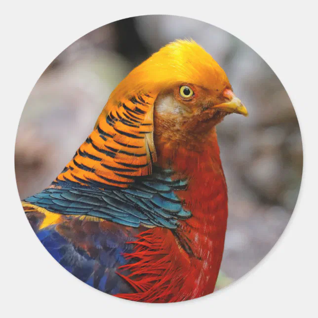 Profile of a Red Golden Pheasant Classic Round Sticker