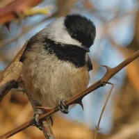 WWN Hopeful Black-Capped Chickadee in the Tree