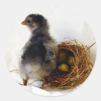 Chick With Nest Classic Round Sticker