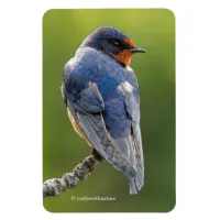 Stunning Barn Swallow on a Branch Magnet