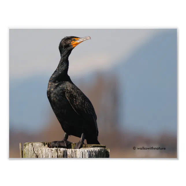 Profile of a Double-Crested Cormorant Photo Print