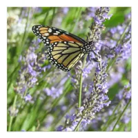 Lavender Flowers and Monarch Butterfly Photography Photo Print