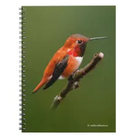Stunning Rufous Hummingbird on Cherry Branch Notebook