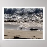 Beach Bird Photography Fine Art Poster Print