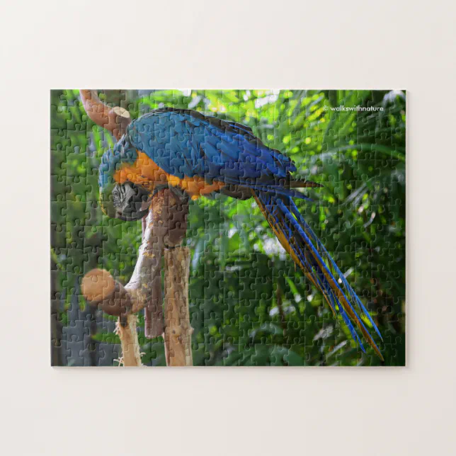 Stunning Blue and Gold Macaw Parrot Bird Jigsaw Puzzle