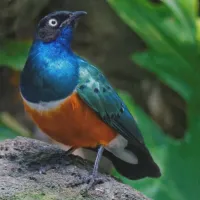 WWN African Superb Starling at the Waterfall