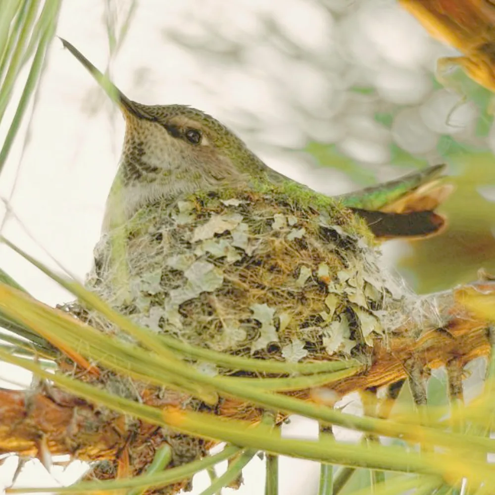 WWN Anna's Hummingbird Mother on Nest