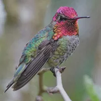 WWN Stunning Anna's Hummingbird on the Plum Tree