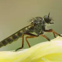 WWN Assassin/Robber Fly Walking a Tightrope